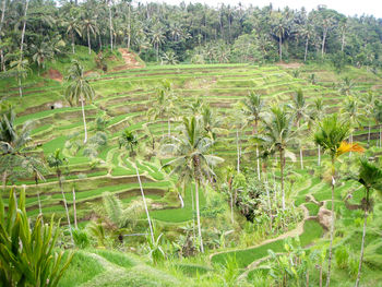 Scenic view of field