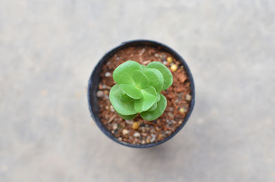 Directly above shot of potted plant