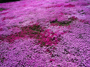 High angle view of pink flowering plant on field