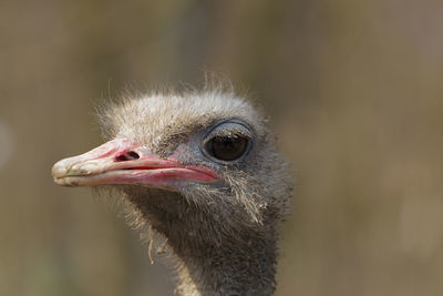 Close-up of a bird looking away