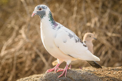 Close-up of bird perching outdoors