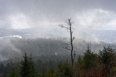 Scenic view of trees and mountains against sky