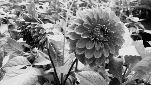 Close-up of flowering plants on field