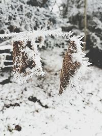 Close-up of frozen tree during winter