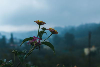 Close-up of flowers blooming against sky