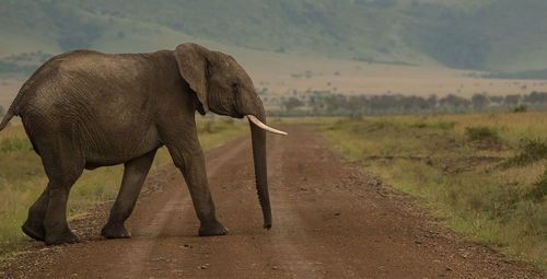 A young elephant calf crossing the road in masai mara