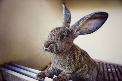 Close-up of a lizard