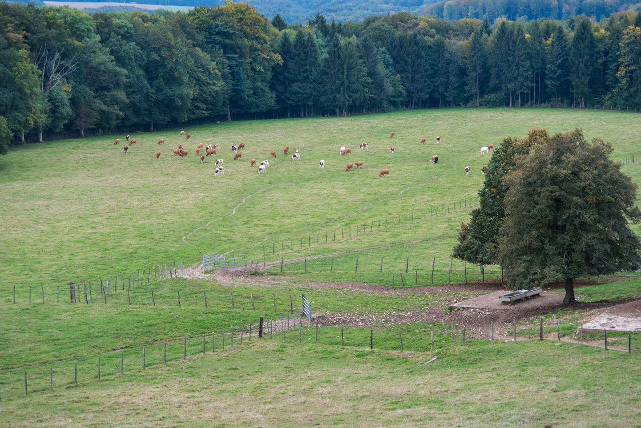 VIEW OF SHEEP ON GRASSY FIELD