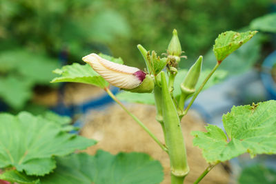 Close-up of flowering plant