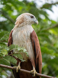 Close-up of bird perching on branch