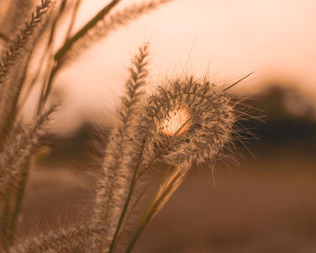 Close-up of stalks on field against sky during sunset