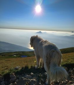 Dog on field against sky