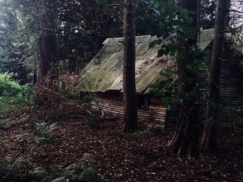 Stack of logs in forest