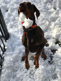 Close-up of dog during winter