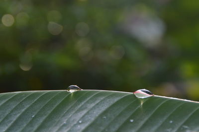 Close-up of wet plant leaves