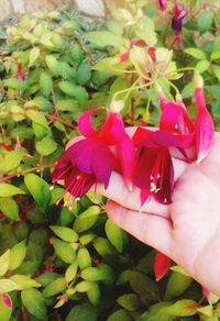 Close-up of hand holding pink flower