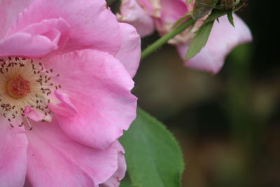Close-up of pink flower