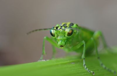 Close-up of insect on leaf