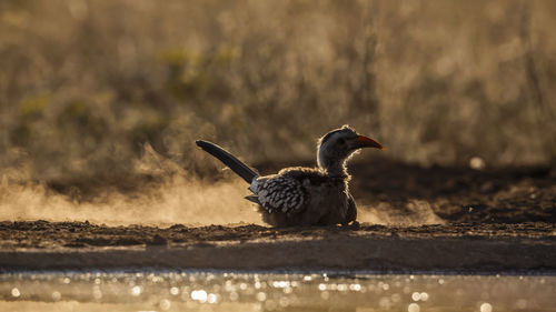 Close-up of bird on field