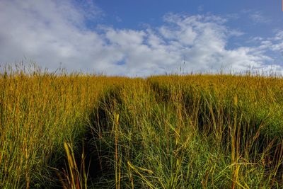 A tire track in the panoramic savannah grassland landscapes of chyulu national park, kenya