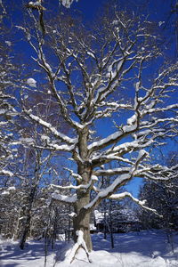 Bare tree in snow covered landscape