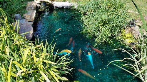 High angle view of koi carps swimming in water