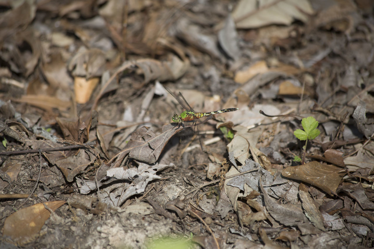 HIGH ANGLE VIEW OF DRIED LEAVES ON LAND