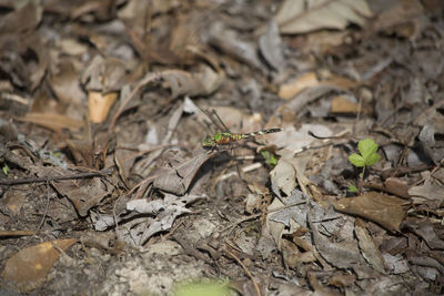 High angle view of dried plant on field