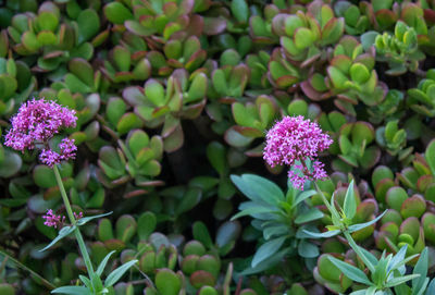 Close-up of pink flowering plant
