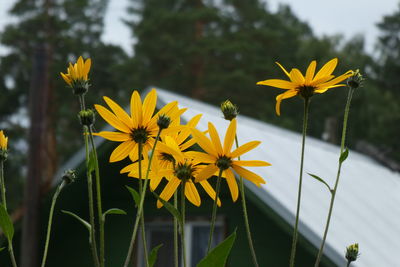 Close-up of yellow flowering plant in park