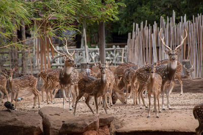 Herd deer that gather in the zoo.many deer are standing and looking at camera.