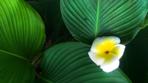 Close-up of yellow flowering plant