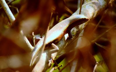 Close-up of lizard on flower