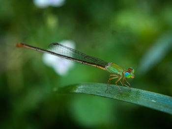 Close-up of dragonfly on leaf