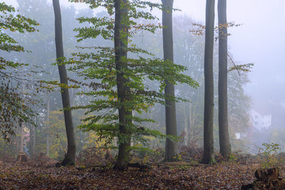 Trees in forest