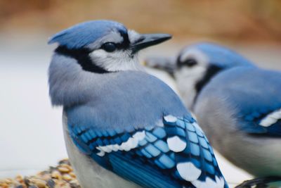 Close-up of birds