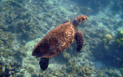 Sea turtle in curacao, dutch antilles