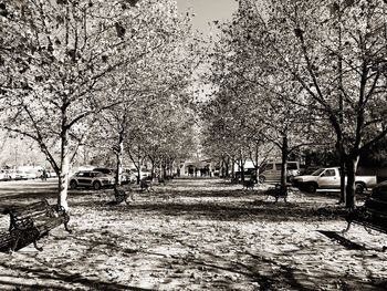 Bare trees against sky