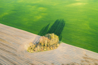 Trees heart in the middle of the field. beautiful shadow. bright sunny day