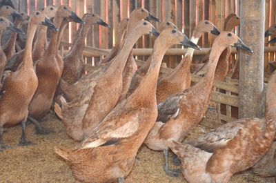 Brown duck farm