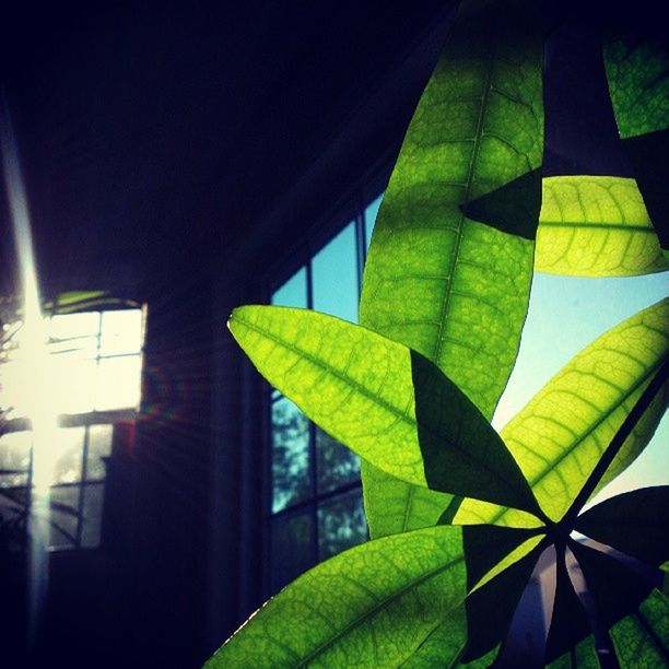 leaf, green color, leaf vein, indoors, pattern, close-up, built structure, sunlight, growth, architecture, no people, green, low angle view, day, leaves, nature, window, plant, shadow