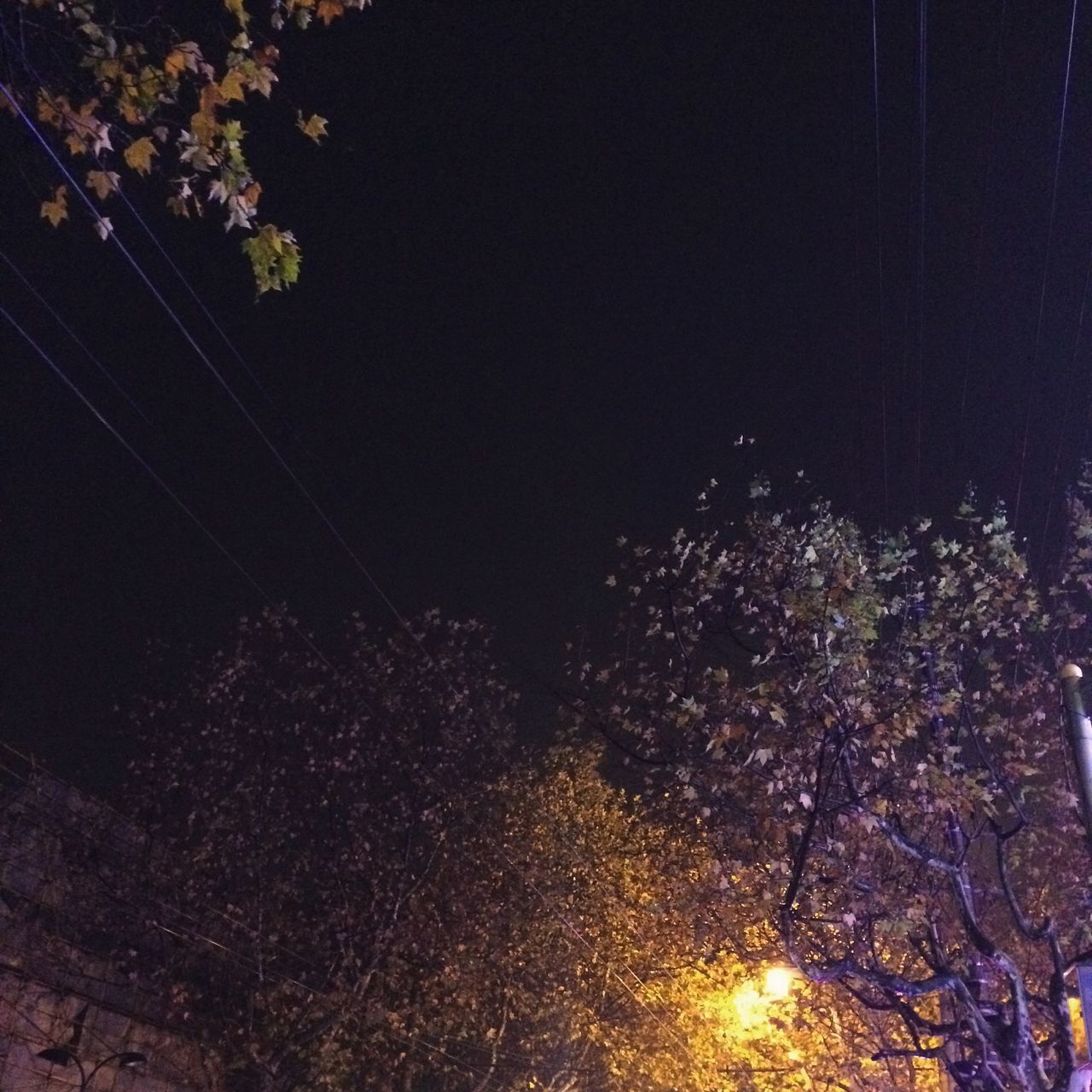 night, illuminated, tree, built structure, low angle view, outdoors, light - natural phenomenon, building exterior, lighting equipment, dark, street light, city, glowing, no people, architecture, nature, growth, long exposure, branch, motion