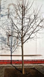 Bare tree against sky