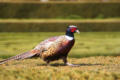 Side view of a bird on field