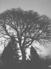 Low angle view of silhouette tree against sky