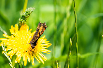 Close-up of butterfly pollinating on yellow flower