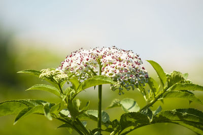 Dwarf elder inflorescence close-up view with selective focus on foreground