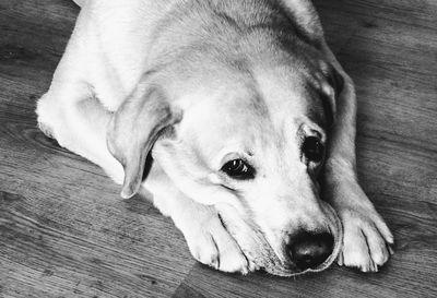 High angle view of dog sleeping on hardwood floor