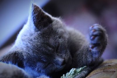 Close-up of cat sleeping