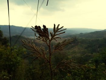 Close-up of plant on field against sky